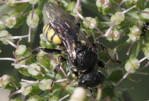Oxybelus mucronatus